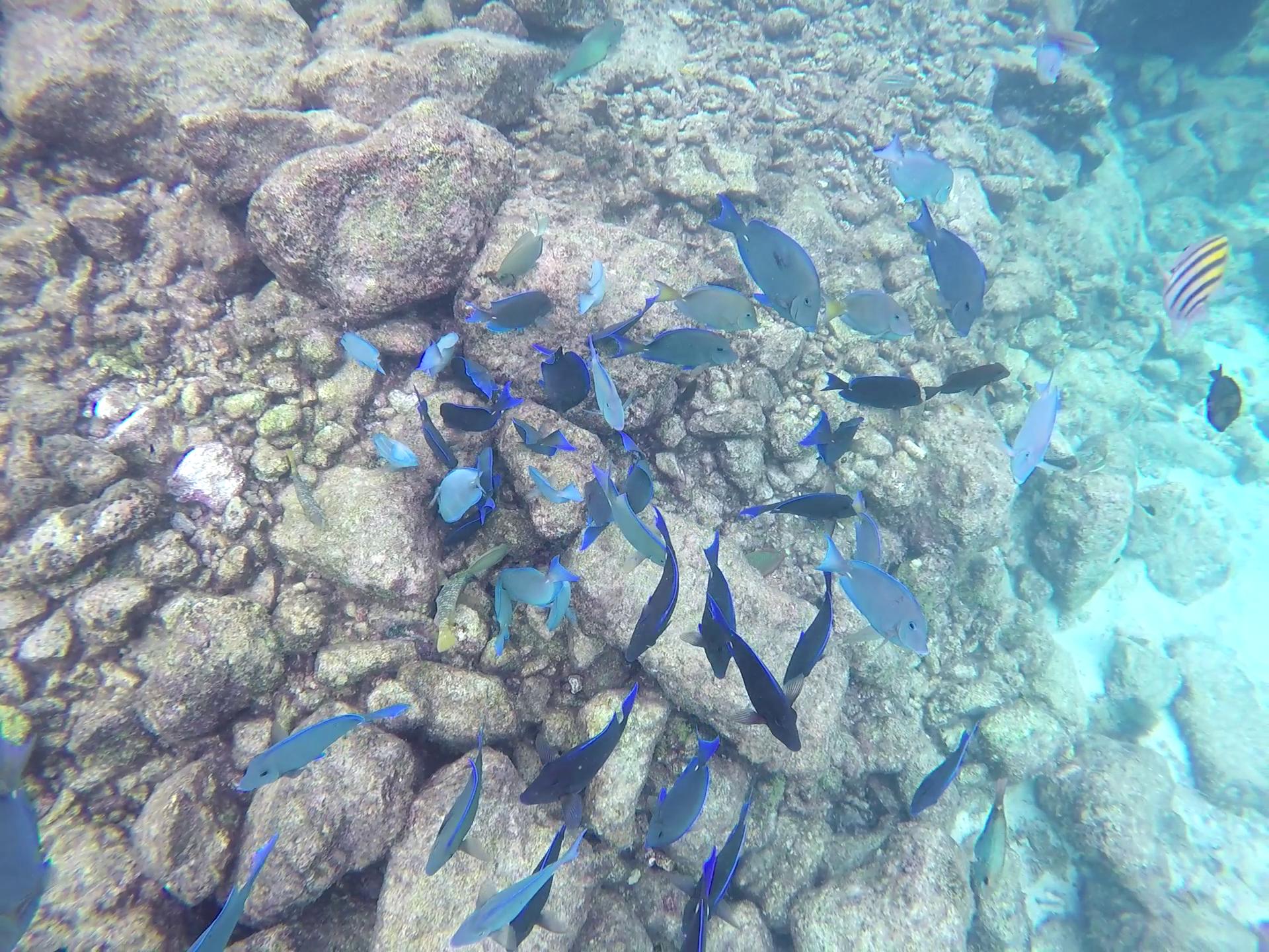 blue-tangs-gopro0703